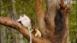 مستند حیوانات - حیات وحش جزیره ماداگاسکار