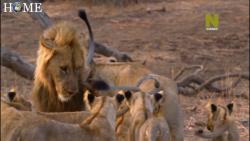 مستند حیوانات - حیات وحش آفریقا